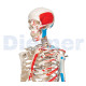 Human Skeleton 11